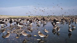 knots at snettisham