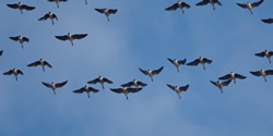 pink footed geese